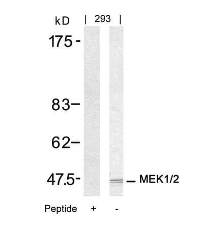 Western blot - MEK1/MEK2 (Ab-217/221) Antibody from Signalway Antibody (21203) - Antibodies.com