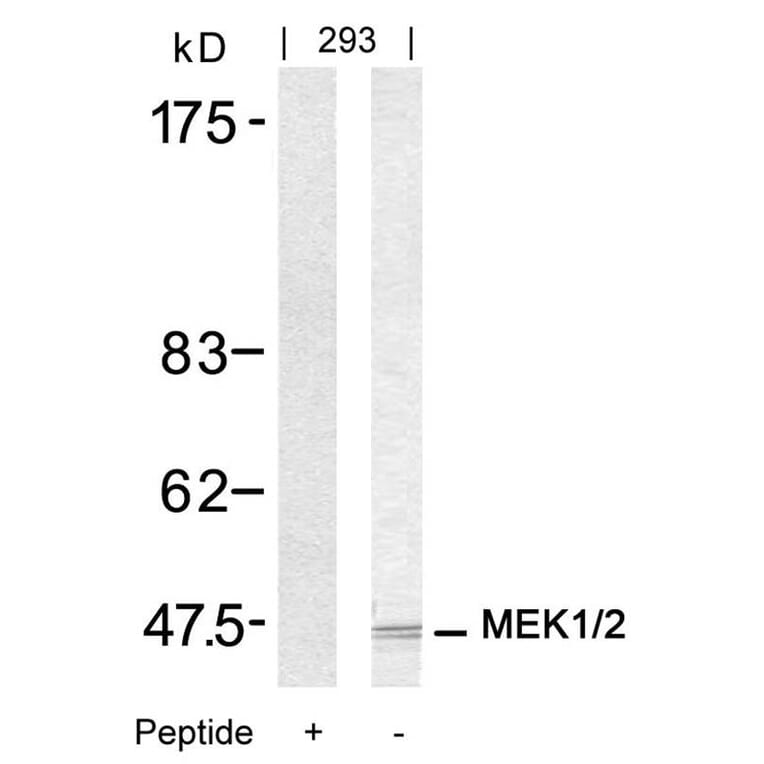 Western blot - MEK1/MEK2 (Ab-217/221) Antibody from Signalway Antibody (21203) - Antibodies.com