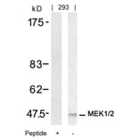 Western blot - MEK1/MEK2 (Ab-217/221) Antibody from Signalway Antibody (21203) - Antibodies.com