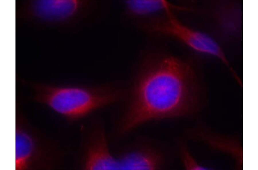 Immunofluorescence - MEK1/MEK2 (Ab-217/221) Antibody from Signalway Antibody (21203) - Antibodies.com