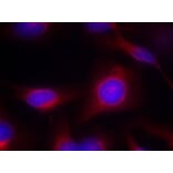 Immunofluorescence - MEK1/MEK2 (Ab-217/221) Antibody from Signalway Antibody (21203) - Antibodies.com