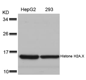 Western blot - Histone H2A.X (Ab-139) Antibody from Signalway Antibody (21260) - Antibodies.com