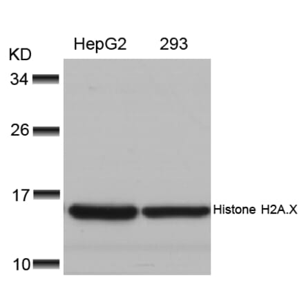 Western blot - Histone H2A.X (Ab-139) Antibody from Signalway Antibody (21260) - Antibodies.com