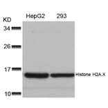 Western blot - Histone H2A.X (Ab-139) Antibody from Signalway Antibody (21260) - Antibodies.com
