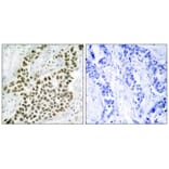 Immunohistochemistry - Histone H2A.X (Ab-139) Antibody from Signalway Antibody (21260) - Antibodies.com