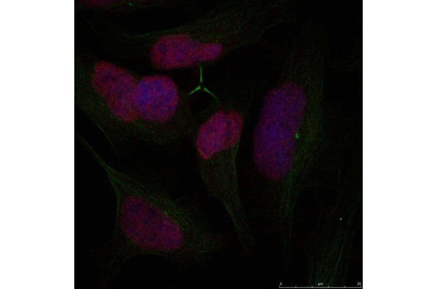 Immunofluorescence - Histone H2A.X (Ab-139) Antibody from Signalway Antibody (21260) - Antibodies.com
