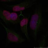 Immunofluorescence - Histone H2A.X (Ab-139) Antibody from Signalway Antibody (21260) - Antibodies.com
