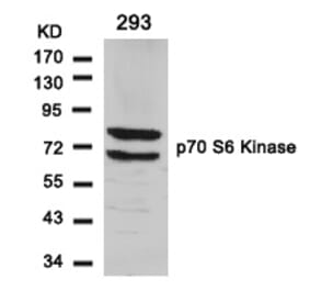 Western blot - p70 S6 Kinase (Ab-411) Antibody from Signalway Antibody (21261) - Antibodies.com