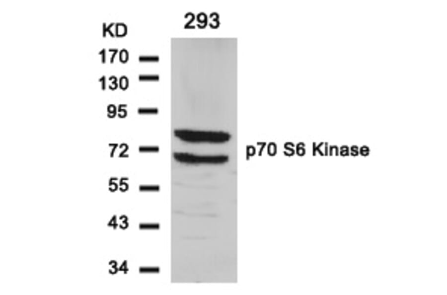 Western blot - p70 S6 Kinase (Ab-411) Antibody from Signalway Antibody (21261) - Antibodies.com