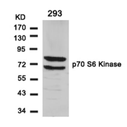 Western blot - p70 S6 Kinase (Ab-411) Antibody from Signalway Antibody (21261) - Antibodies.com