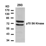 Western blot - p70 S6 Kinase (Ab-411) Antibody from Signalway Antibody (21261) - Antibodies.com