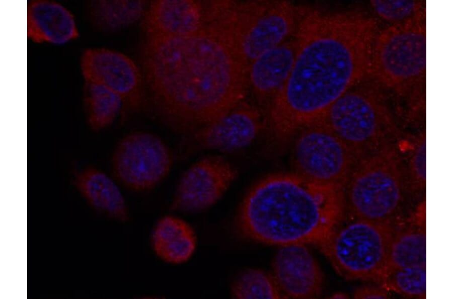 Immunofluorescence - p70 S6 Kinase (Ab-411) Antibody from Signalway Antibody (21261) - Antibodies.com