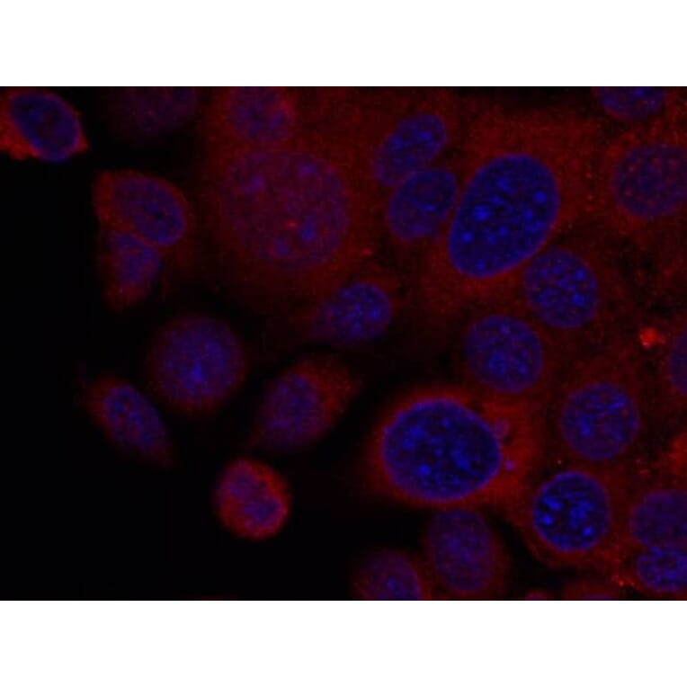 Immunofluorescence - p70 S6 Kinase (Ab-411) Antibody from Signalway Antibody (21261) - Antibodies.com