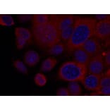 Immunofluorescence - p70 S6 Kinase (Ab-411) Antibody from Signalway Antibody (21261) - Antibodies.com