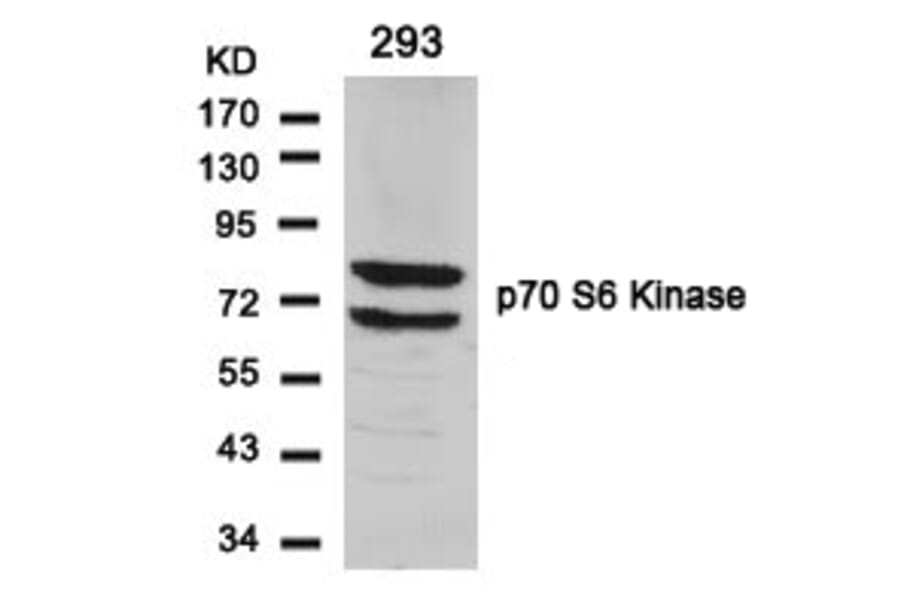 Western blot - p70 S6 Kinase (Ab-424) Antibody from Signalway Antibody (21276) - Antibodies.com