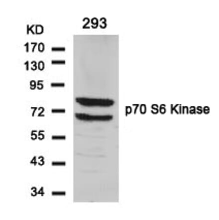 Western blot - p70 S6 Kinase (Ab-424) Antibody from Signalway Antibody (21276) - Antibodies.com