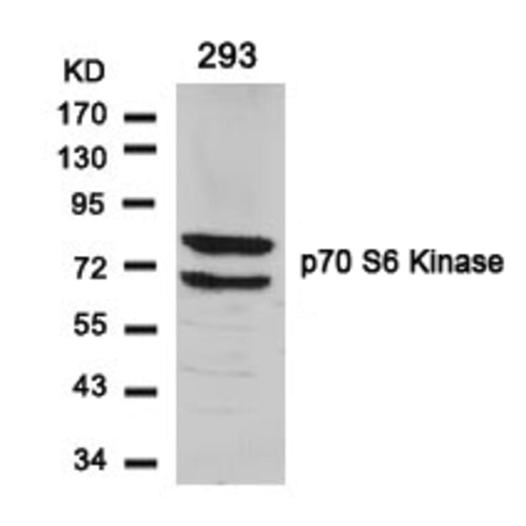 Western blot - p70 S6 Kinase (Ab-424) Antibody from Signalway Antibody (21276) - Antibodies.com