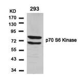 Western blot - p70 S6 Kinase (Ab-424) Antibody from Signalway Antibody (21276) - Antibodies.com