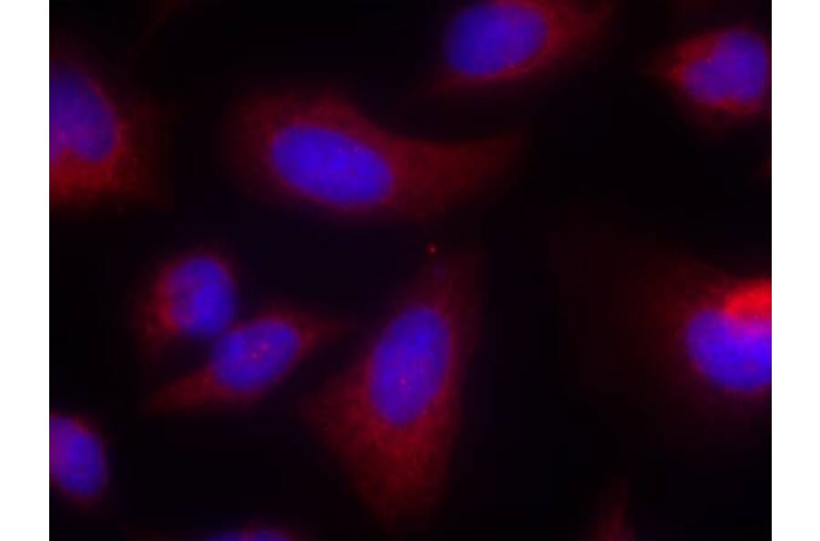 Immunofluorescence - p70 S6 Kinase (Ab-424) Antibody from Signalway Antibody (21276) - Antibodies.com