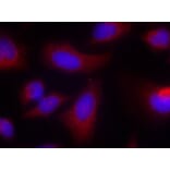 Immunofluorescence - p70 S6 Kinase (Ab-424) Antibody from Signalway Antibody (21276) - Antibodies.com