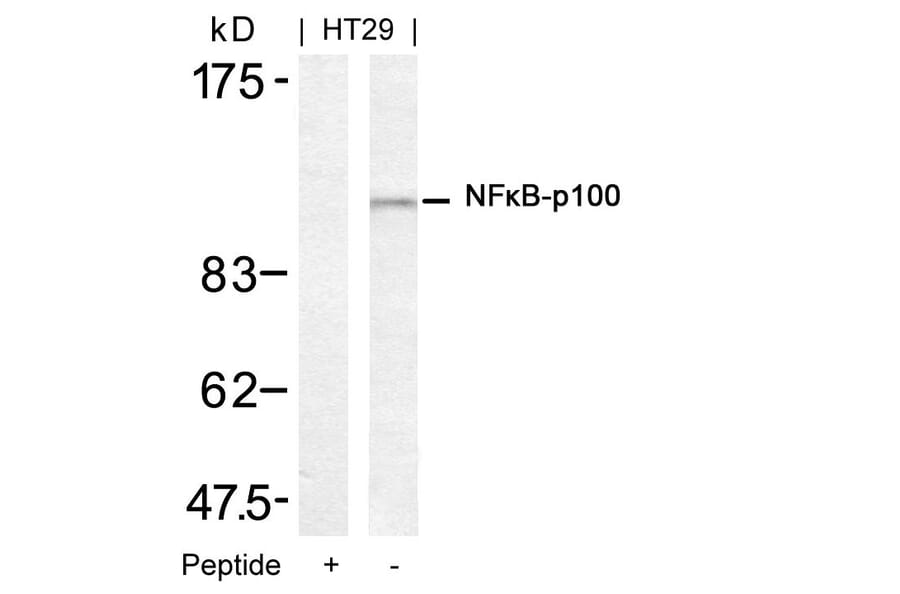Western blot - NFkB-p100 (Ab-872) Antibody from Signalway Antibody (21297) - Antibodies.com