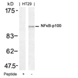 Western blot - NFkB-p100 (Ab-872) Antibody from Signalway Antibody (21297) - Antibodies.com