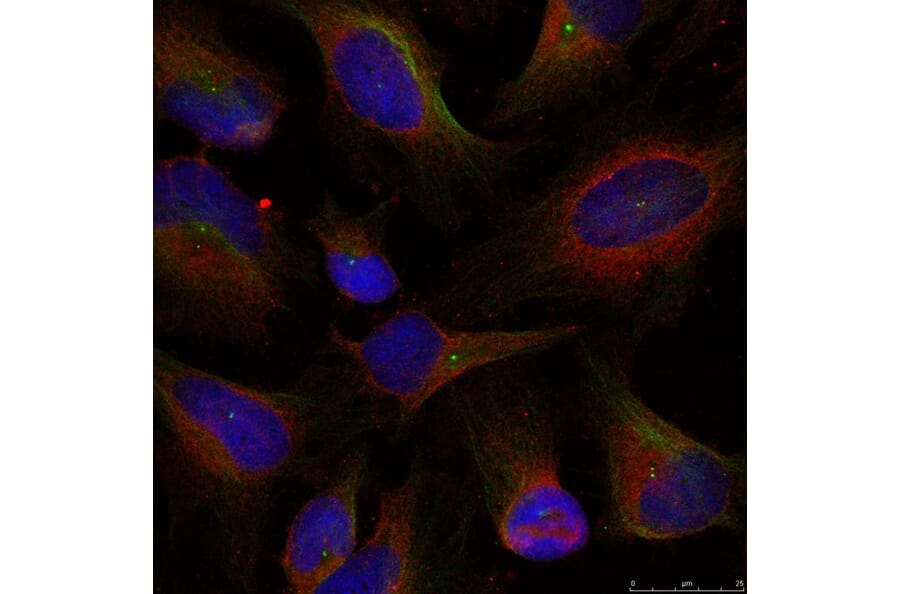 Immunofluorescence - NFkB-p100 (Ab-872) Antibody from Signalway Antibody (21297) - Antibodies.com