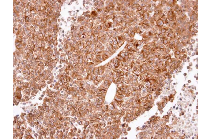Immunohistochemistry - Histamine H2 Receptor antibody from Signalway Antibody (22532) - Antibodies.com