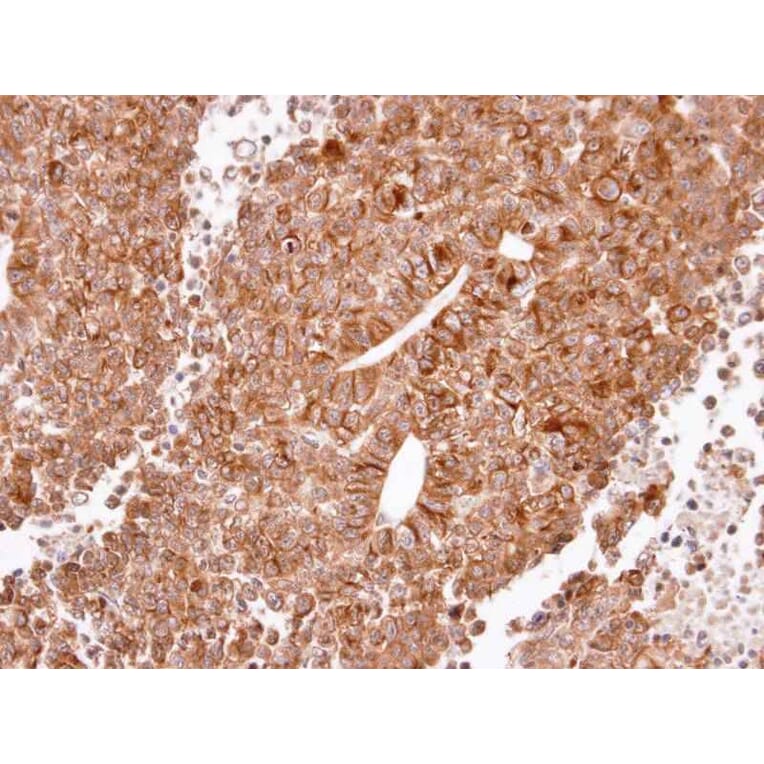 Immunohistochemistry - Histamine H2 Receptor antibody from Signalway Antibody (22532) - Antibodies.com