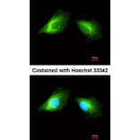 Immunofluorescence - Histamine H2 Receptor antibody from Signalway Antibody (22532) - Antibodies.com