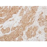 Immunohistochemistry - Protease Inhibitor 15 antibody from Signalway Antibody (22711) - Antibodies.com