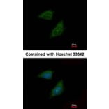 Immunofluorescence - Protease Inhibitor 15 antibody from Signalway Antibody (22711) - Antibodies.com