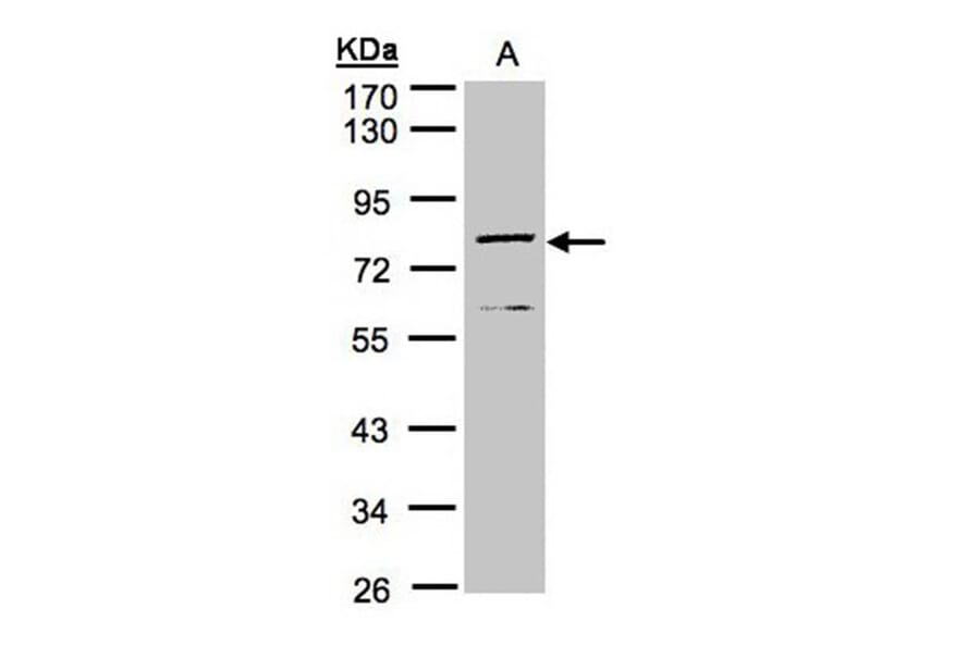 Dipeptidyl-peptidase 3 antibody from Signalway Antibody (22743) - Antibodies.com
