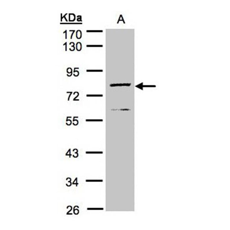 Dipeptidyl-peptidase 3 antibody from Signalway Antibody (22743) - Antibodies.com