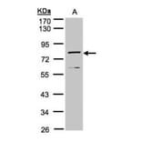 Dipeptidyl-peptidase 3 antibody from Signalway Antibody (22743) - Antibodies.com