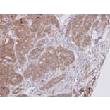 Immunohistochemistry - Dipeptidyl-peptidase 3 antibody from Signalway Antibody (22743) - Antibodies.com