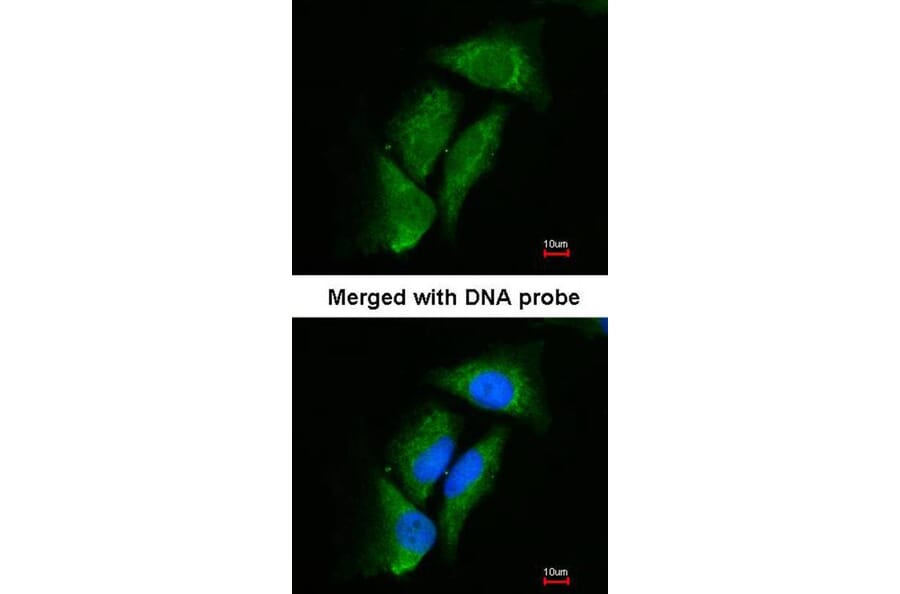 Immunofluorescence - Dipeptidyl-peptidase 3 antibody from Signalway Antibody (22743) - Antibodies.com