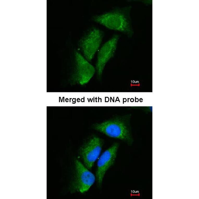 Immunofluorescence - Dipeptidyl-peptidase 3 antibody from Signalway Antibody (22743) - Antibodies.com