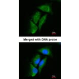 Immunofluorescence - Dipeptidyl-peptidase 3 antibody from Signalway Antibody (22743) - Antibodies.com