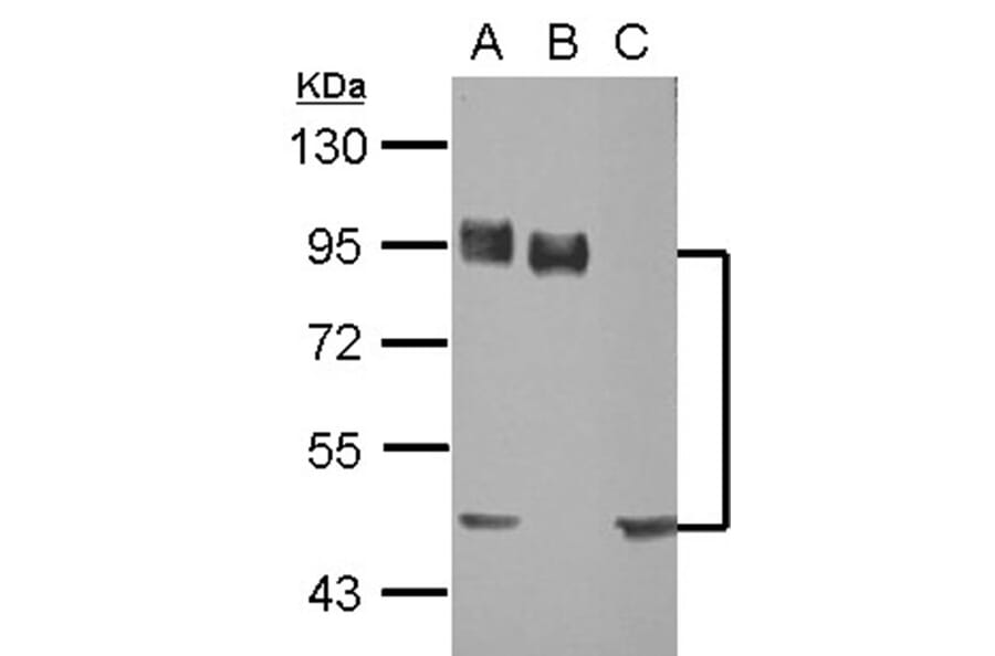 CD44 antigen isoform 4 antibody from Signalway Antibody (22981) - Antibodies.com