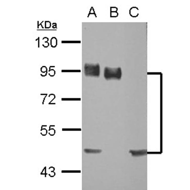 CD44 antigen isoform 4 antibody from Signalway Antibody (22981) - Antibodies.com
