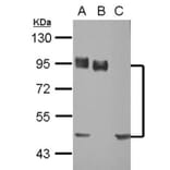 CD44 antigen isoform 4 antibody from Signalway Antibody (22981) - Antibodies.com