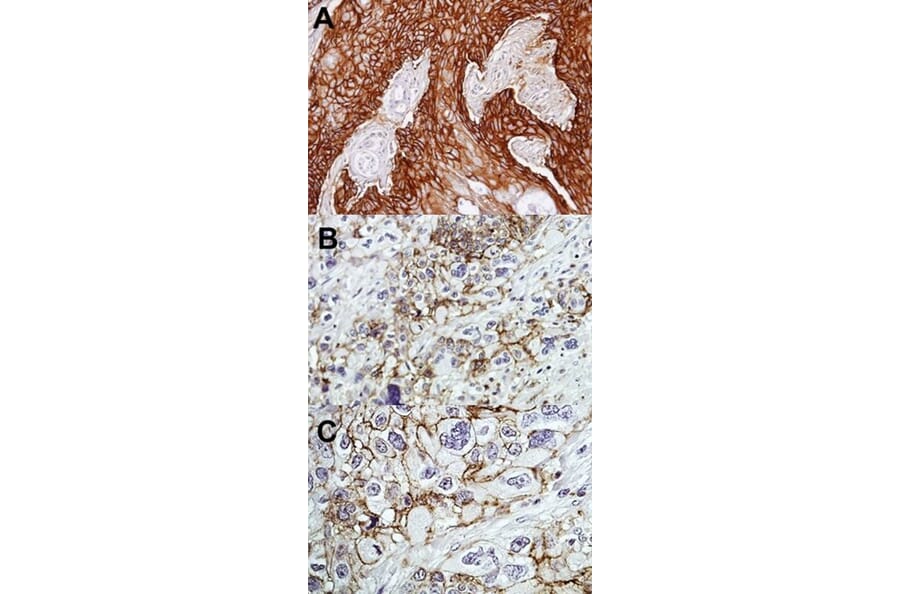 Immunohistochemistry - CD44 antigen isoform 4 antibody from Signalway Antibody (22981) - Antibodies.com