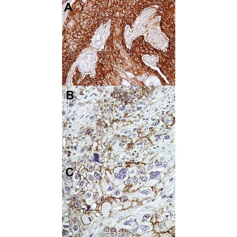 Immunohistochemistry - CD44 antigen isoform 4 antibody from Signalway Antibody (22981) - Antibodies.com