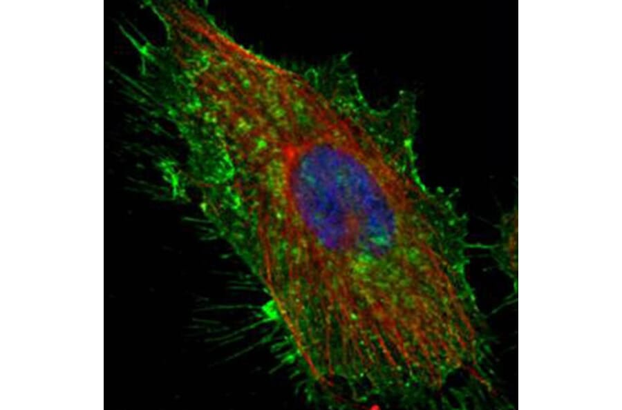 CD44 antigen isoform 4 antibody from Signalway Antibody (22981) - Antibodies.com