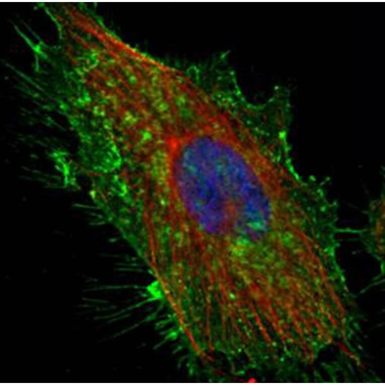 CD44 antigen isoform 4 antibody from Signalway Antibody (22981) - Antibodies.com