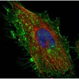 CD44 antigen isoform 4 antibody from Signalway Antibody (22981) - Antibodies.com