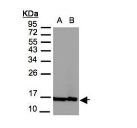 Histone H2A.Z/H2A.F/Z antibody from Signalway Antibody (23010) - Antibodies.com