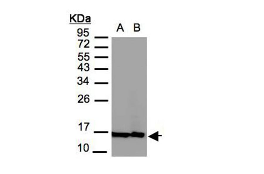Histone H2A.Z/H2A.F/Z antibody from Signalway Antibody (23010) - Antibodies.com