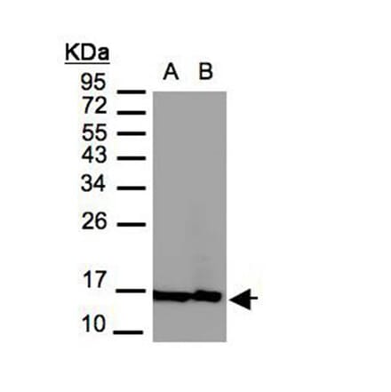 Histone H2A.Z/H2A.F/Z antibody from Signalway Antibody (23010) - Antibodies.com